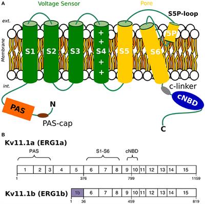 Determinants of Isoform-Specific Gating Kinetics of hERG1 Channel: Combined Experimental and Simulation Study